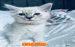 Ragdoll cats for sale: 4 Adorable kittens for sale 🩵🩵 - Image 10
