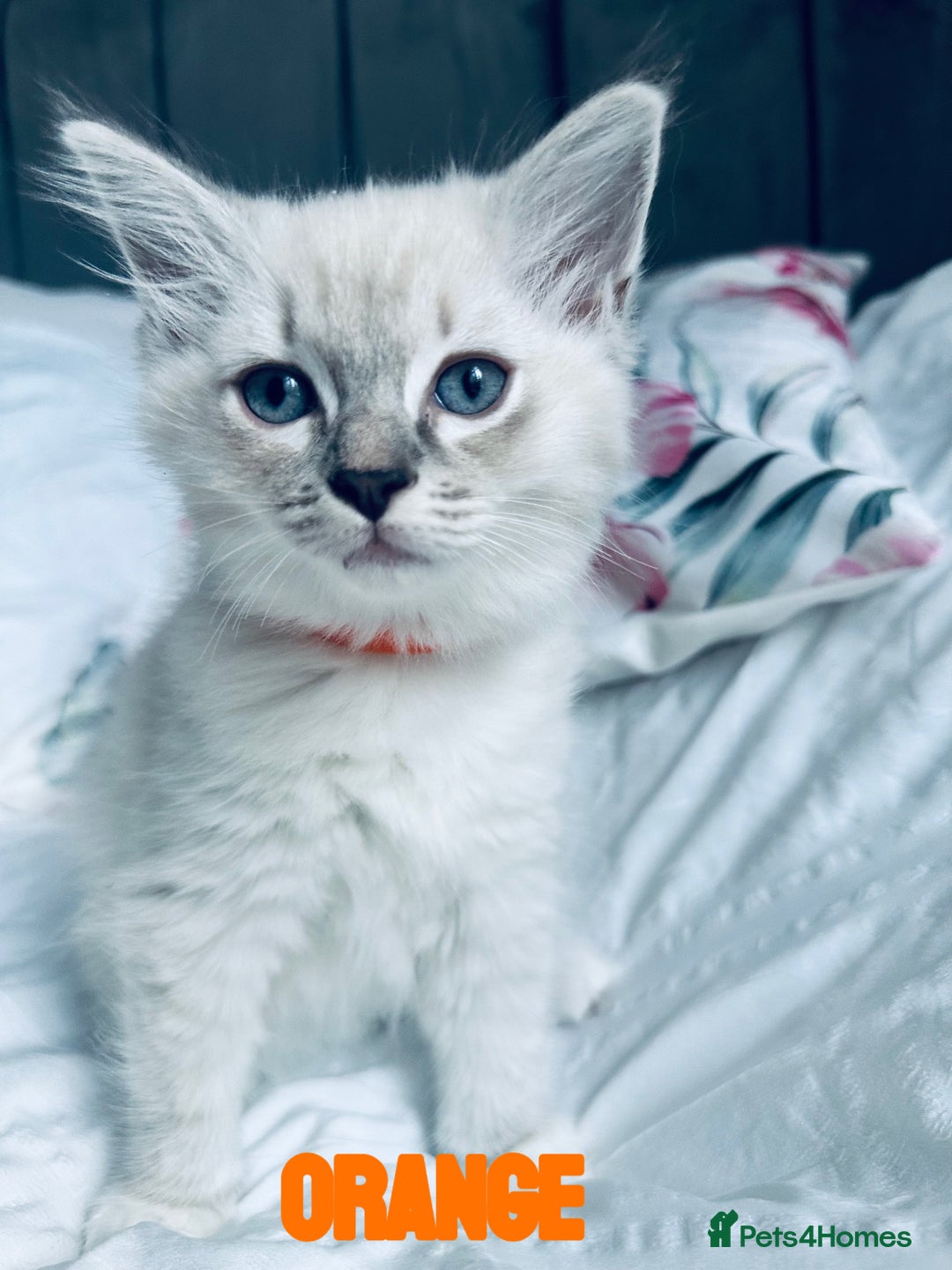 Ragdoll cats for sale: 4 Adorable kittens for sale 🩵🩵 - Image 10