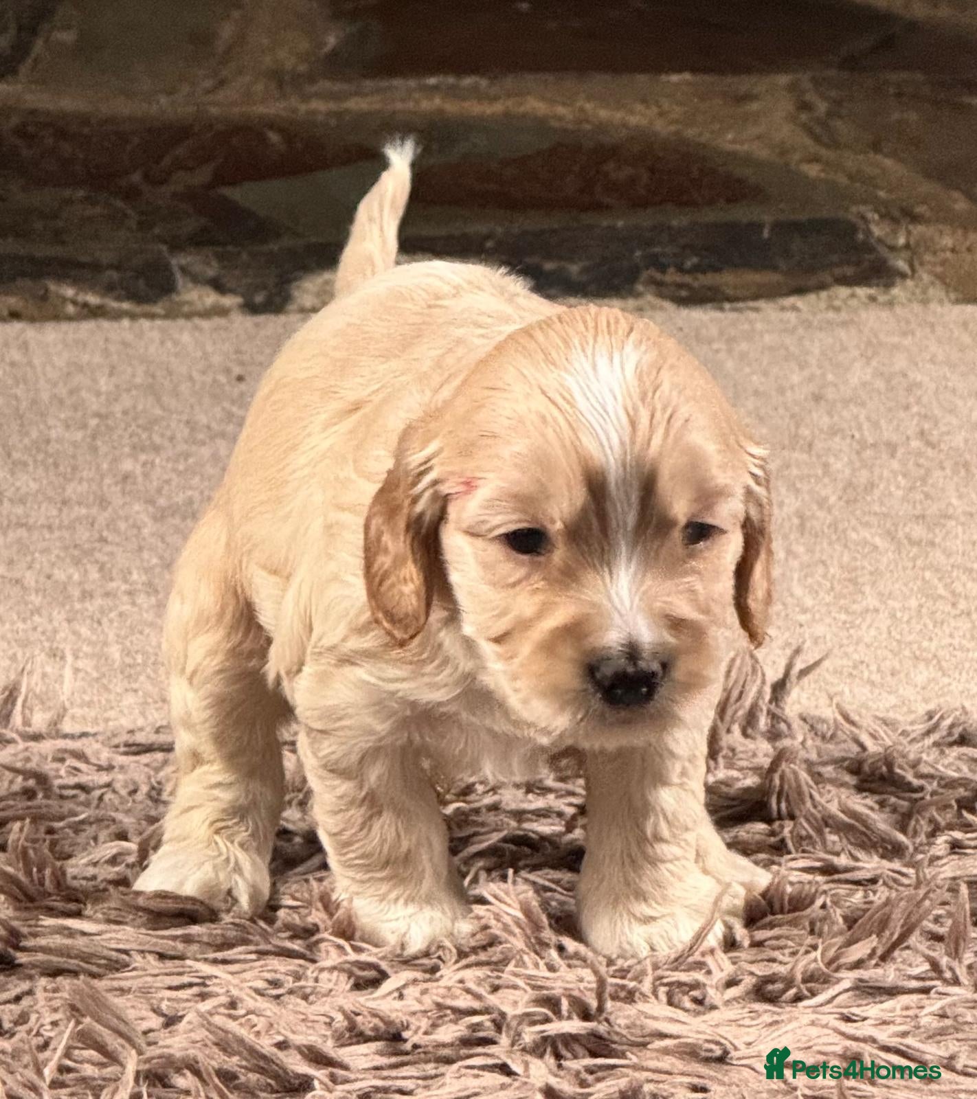 Cockapoo dogs Show cockerpoo  - Advert 4