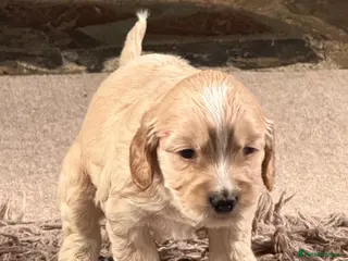 Cockapoo dogs Show cockerpoo - Advert 4