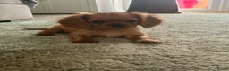 Cavalier King Charles Spaniel dogs for sale: Ruby Cavalier King Charles Spaniel Puppy’s  - Advert 9