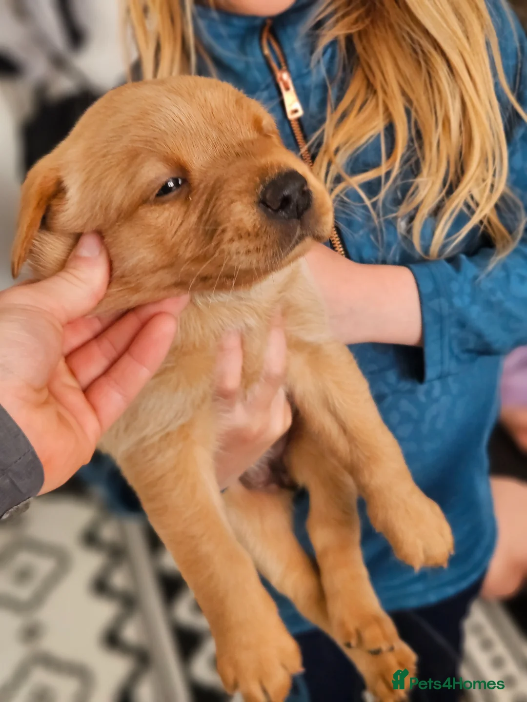 Labrador Retriever dogs for sale: Labrador puppies non KC - Advert 1