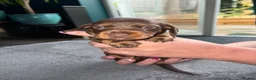 Dachshund dogs for sale: Beautiful Dachsunds puppies  - Advert 4
