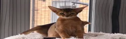 Abyssinian cats for sale: Abyssinian kittens  - Advert 9
