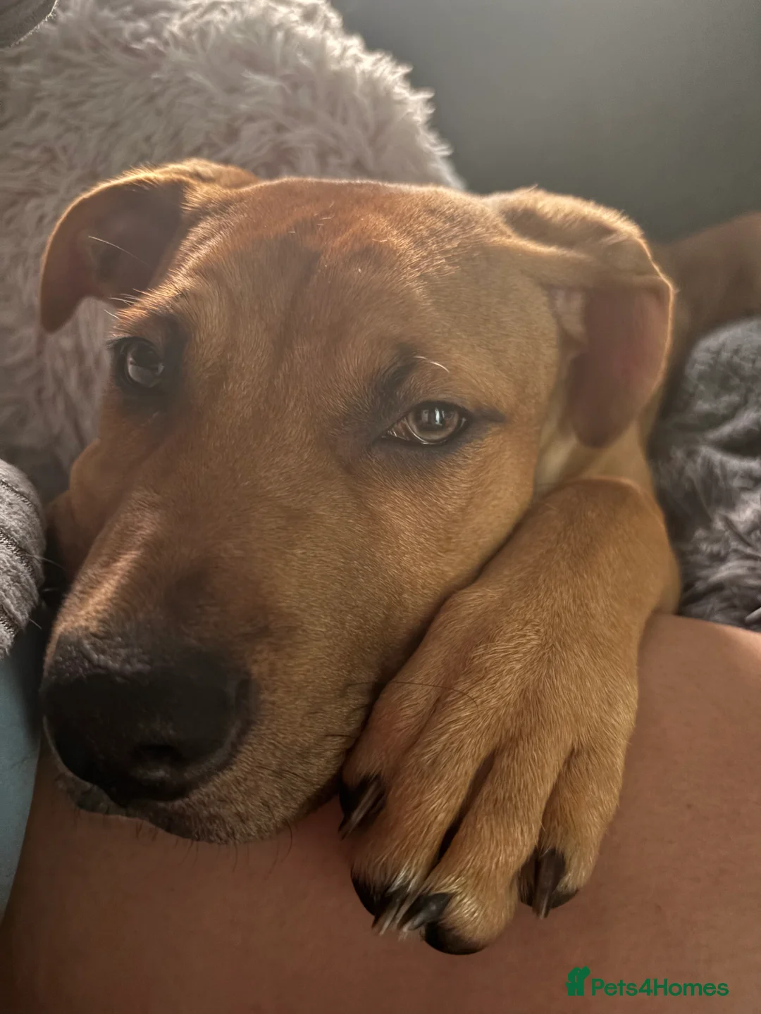 Mixed Breed dogs for sale: Cane corso x American bulldog pup - Advert 4