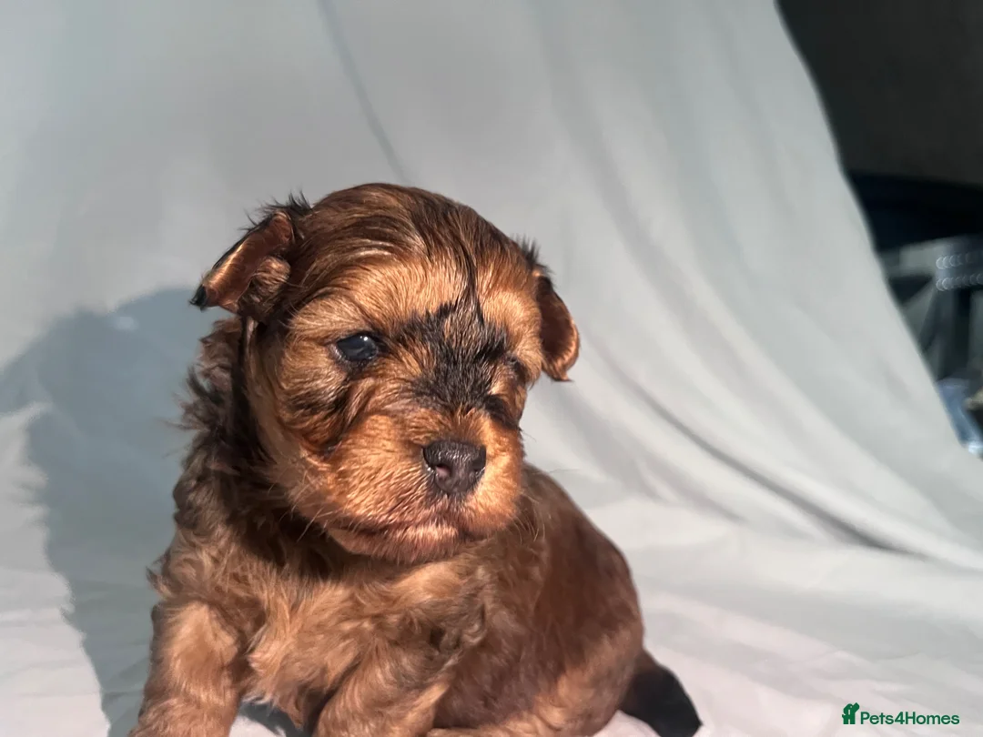 Yorkiepoo dogs for sale: Yorkiepoo Outstanding beautiful puppies - Advert 25
