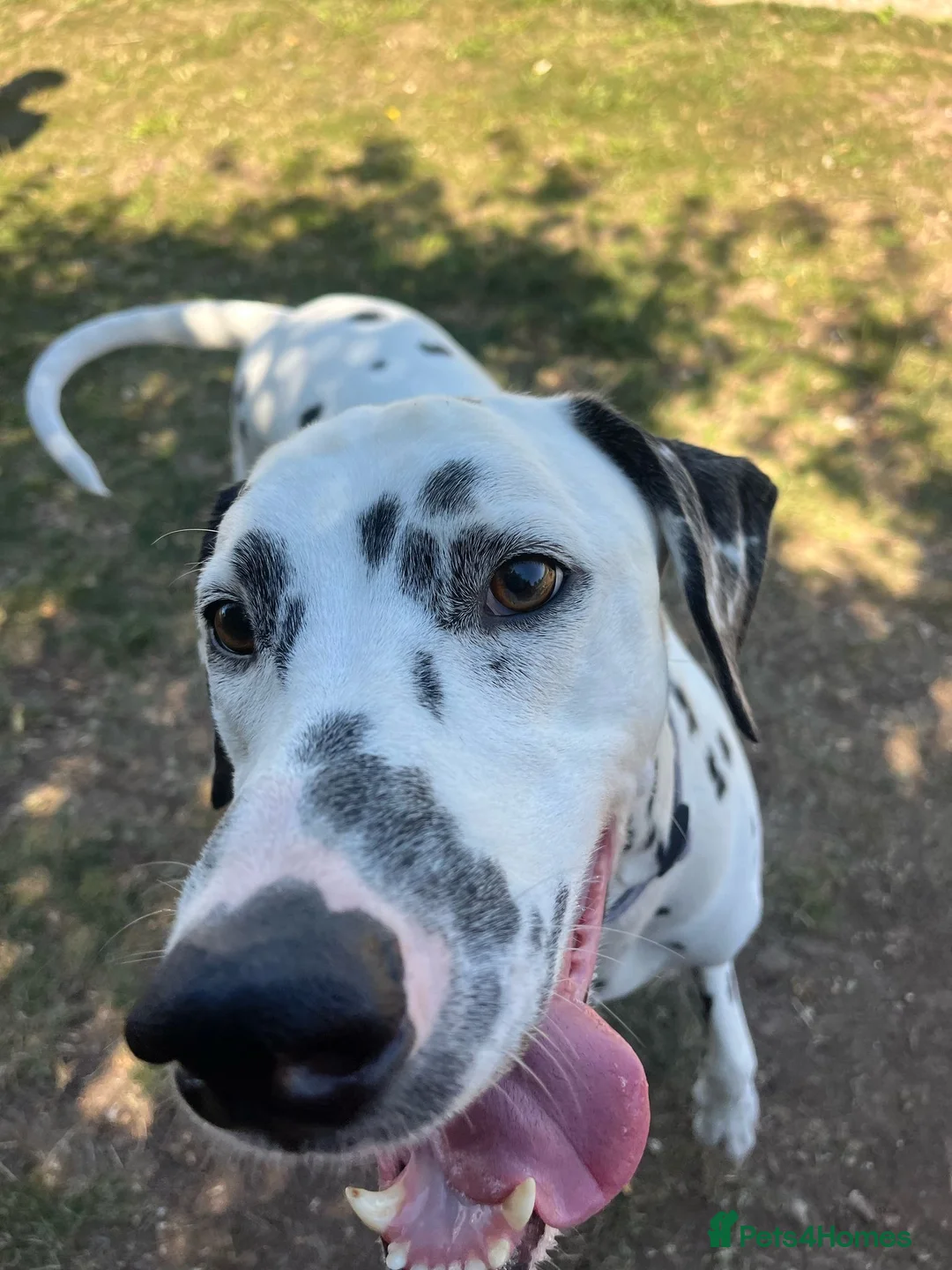 Dalmatian dogs for sale: Potential rehome - male LUA Dalmatian  - Advert 5