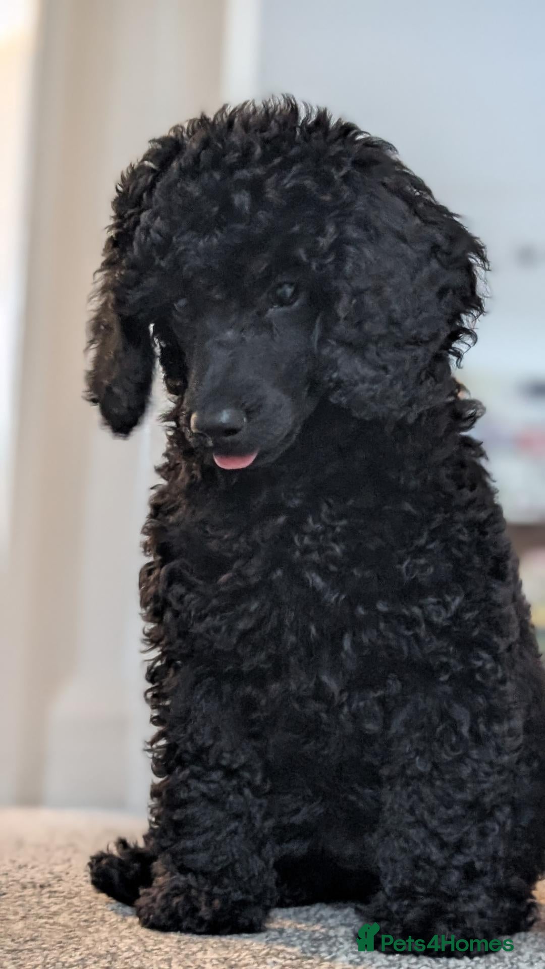 Mixed Breed dogs for sale: REDUCED - Moyen poodle puppy  - Advert 13