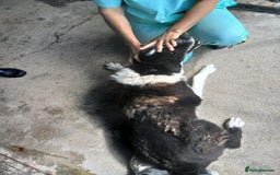 Mixed Breed dogs for adoption: Drummer, 6-7 yrs old. Available for adoption. - Image 12