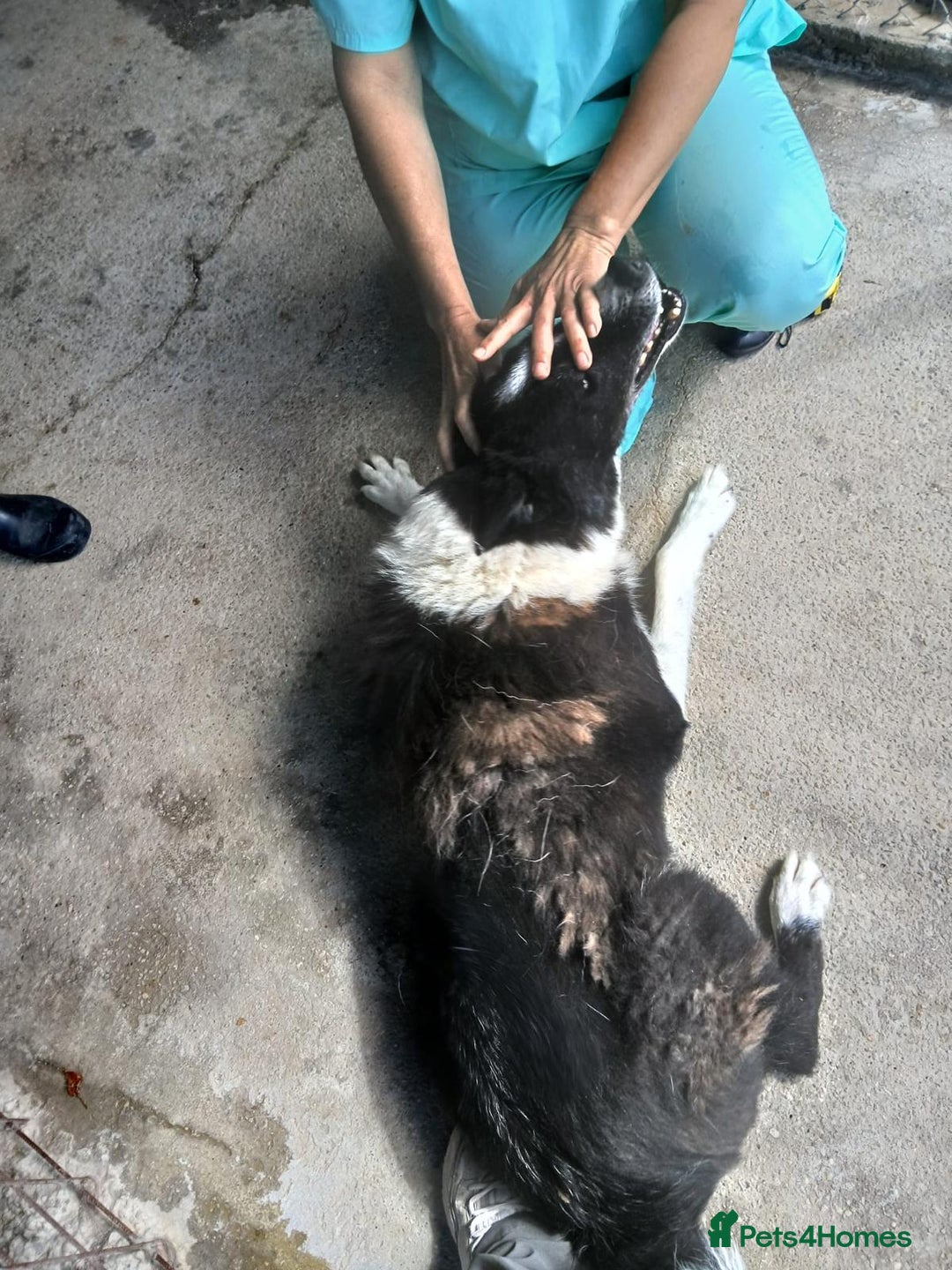 Mixed Breed dogs for adoption: Drummer, 6-7 yrs old. Available for adoption. - Image 12