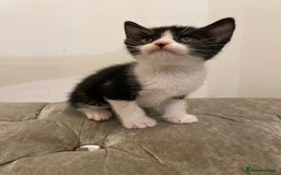 Mixed Breed cats for sale: kittens ready now  - Image 14