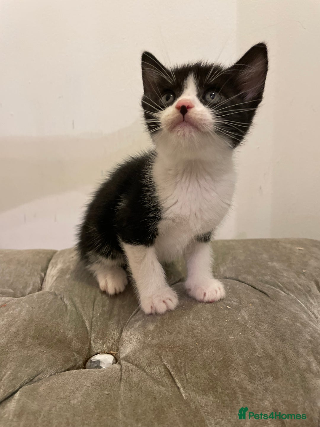 Mixed Breed cats for sale: kittens ready now  - Image 14