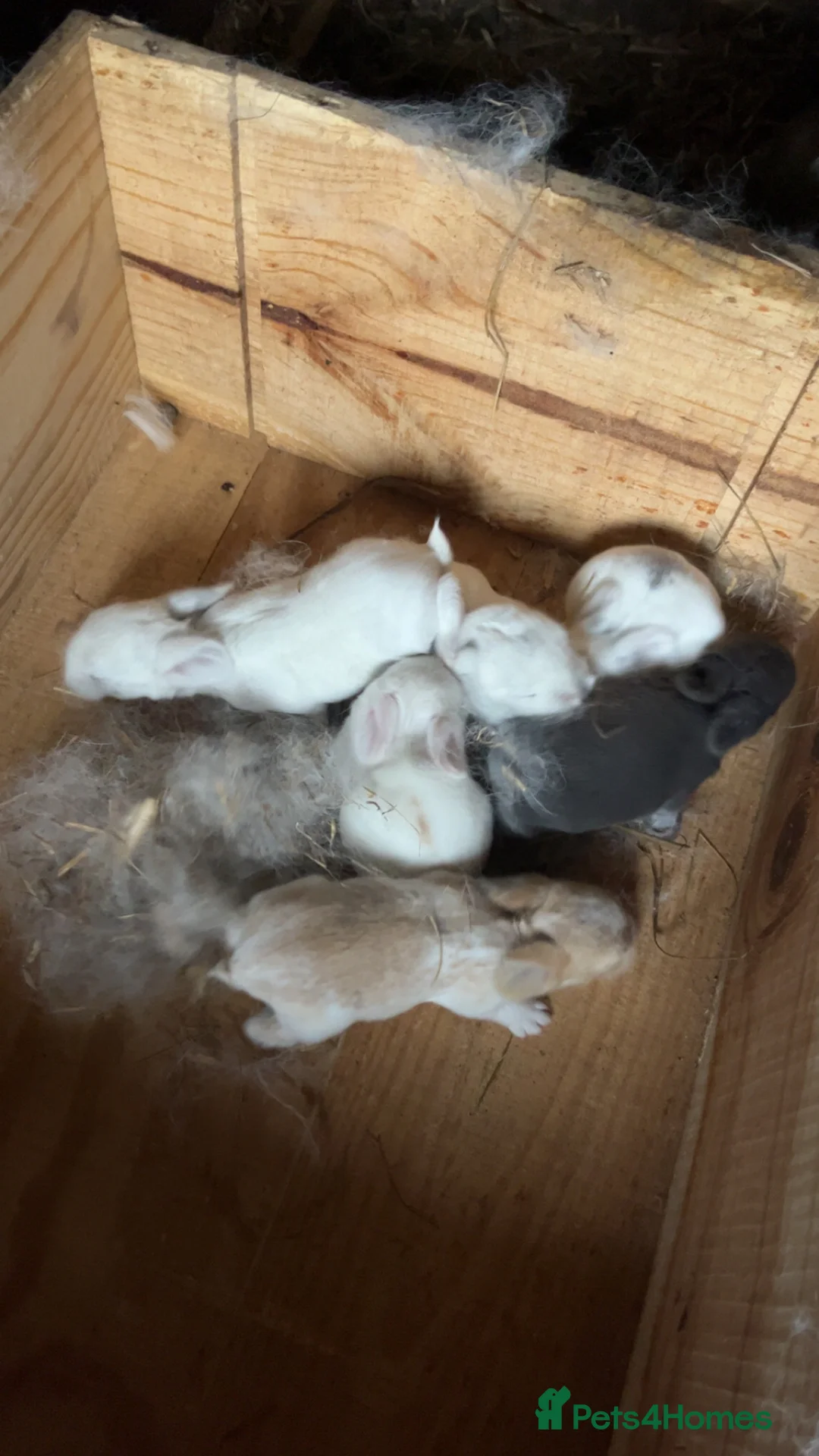 Mini Lop rabbits for sale: 6 beautiful baby mini lops  - Advert 2