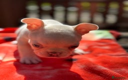 French Bulldog dogs for sale: Adorable French Bulldogs - Image 14