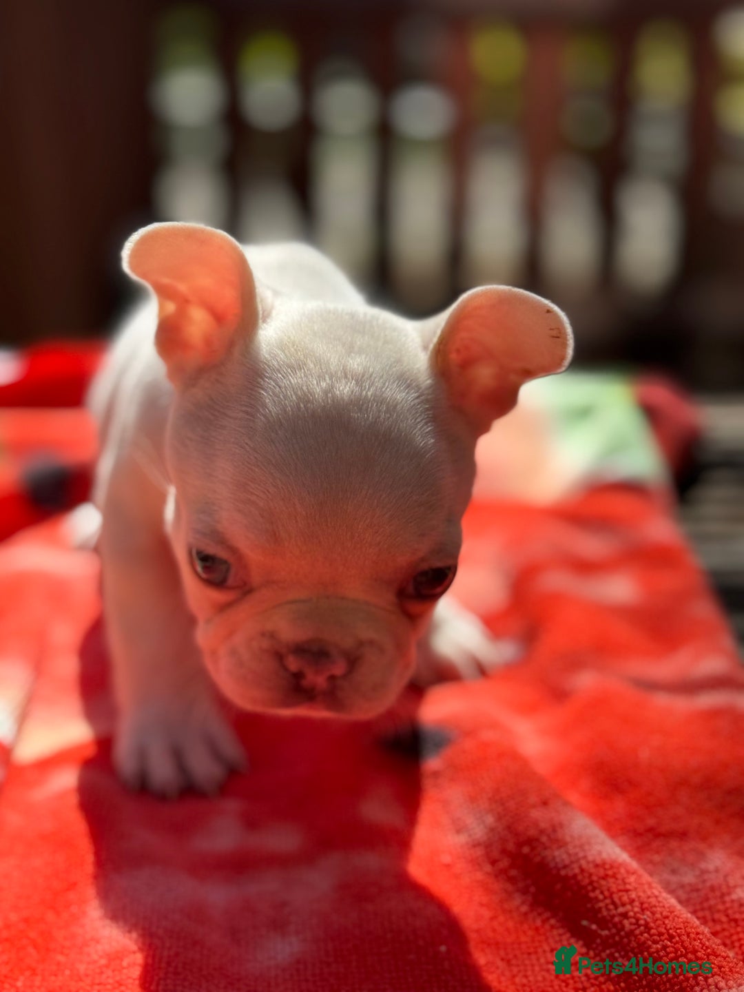 French Bulldog dogs for sale: Adorable French Bulldogs - Image 14