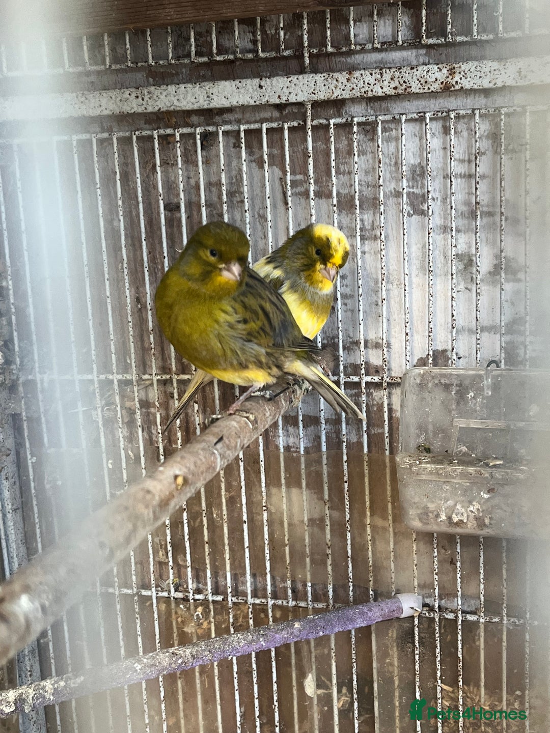 Canaries birds for sale: Canaries available  - Advert 1