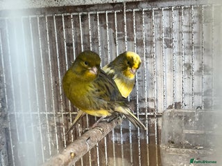 Canaries birds Canaries available - Advert 1