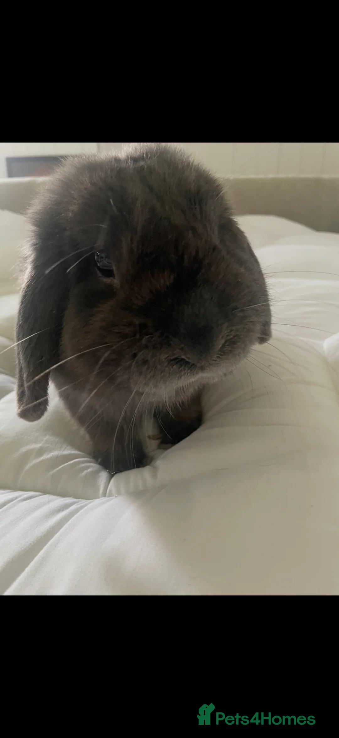 Dwarf Lop rabbits for sale: Grey Male rabbit - Advert 1