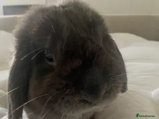 Dwarf Lop rabbits Grey Male rabbit - Advert 1