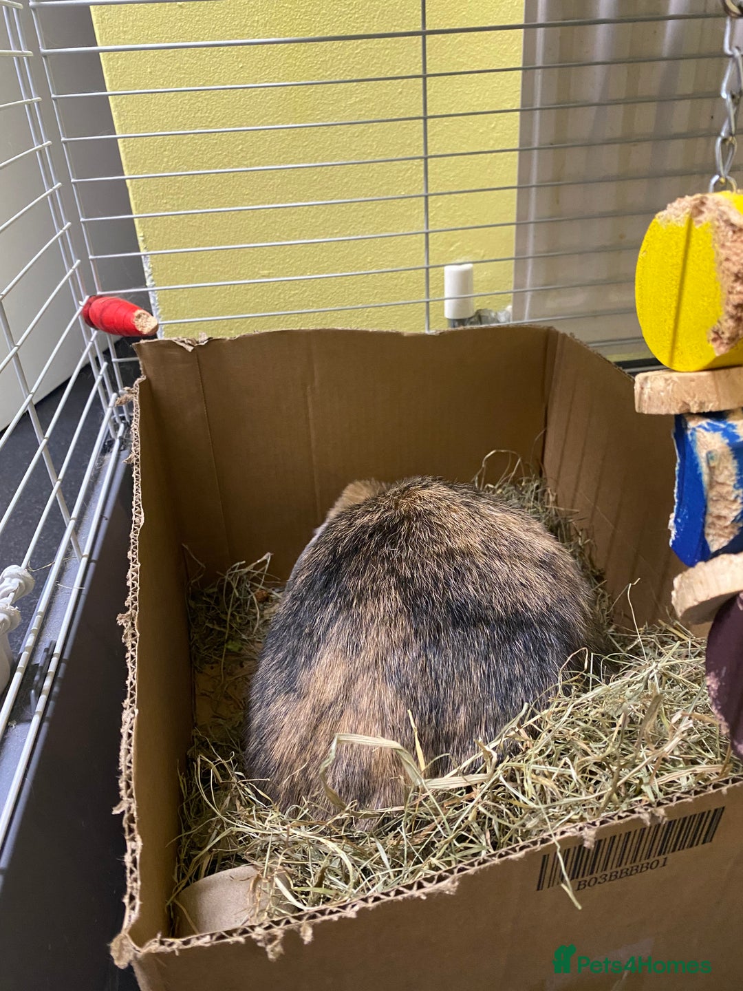 Mixed Breed rabbits for sale: Female rabbit - Advert 3