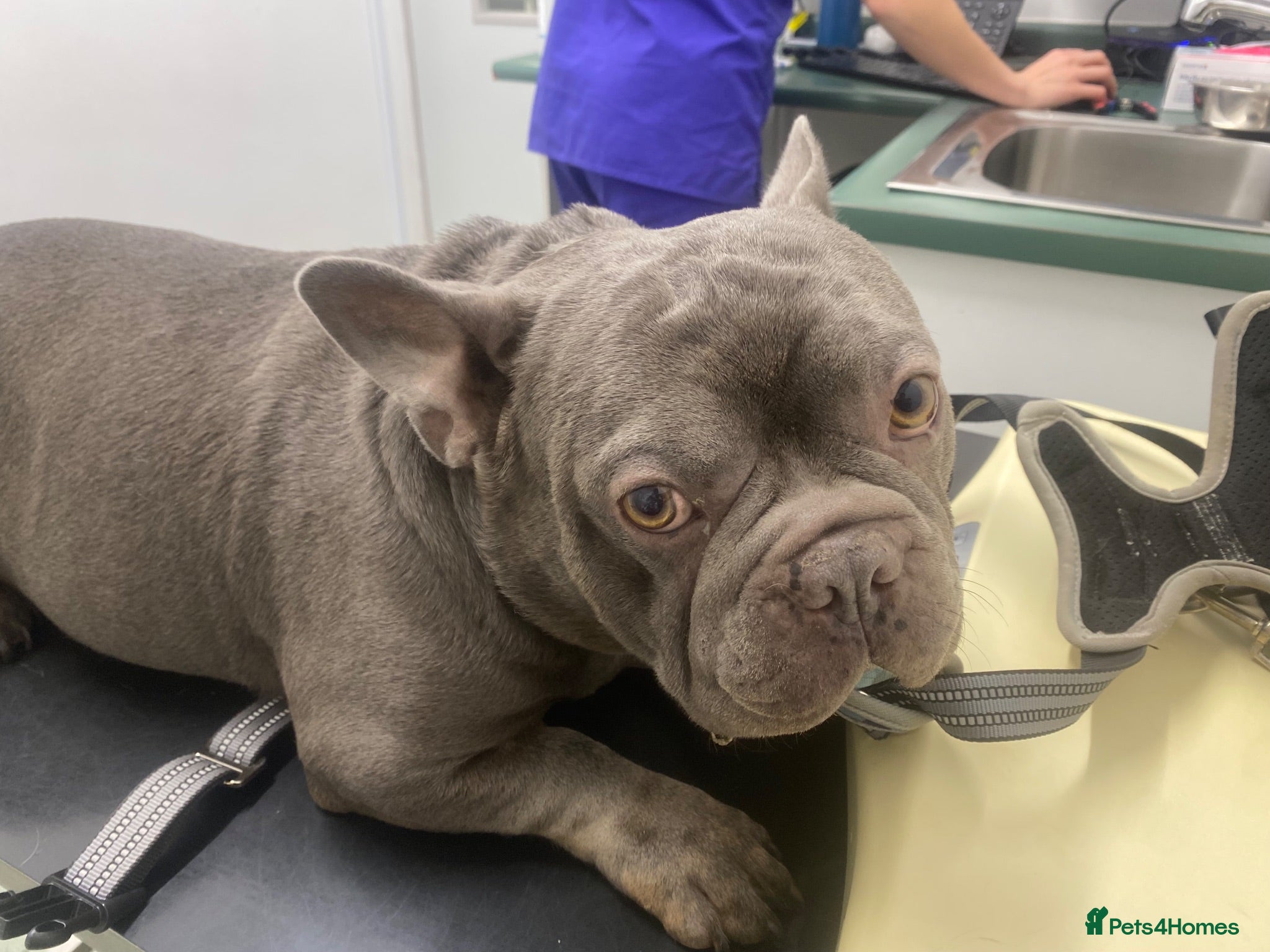 French Bulldog dogs PERFECTLY BEHAVED SHY BOY NEEDS LOVE 💔 - Advert 1