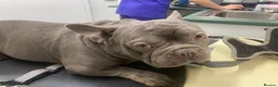 French Bulldog dogs for adoption: PERFECTLY BEHAVED SHY BOY NEEDS LOVE 💔 - Advert 1