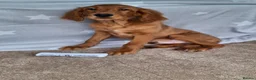 Mixed Breed dogs for sale: Golden irish puppies, last boy !! - Advert 7