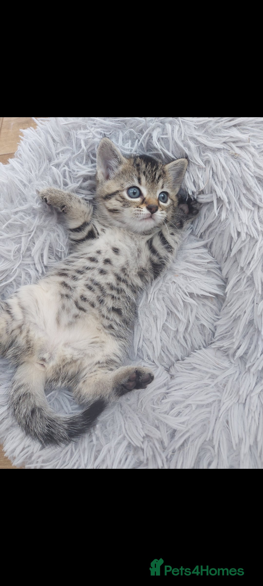 Mixed Breed cats for sale: Beautiful kittens 🥰 - Advert 32