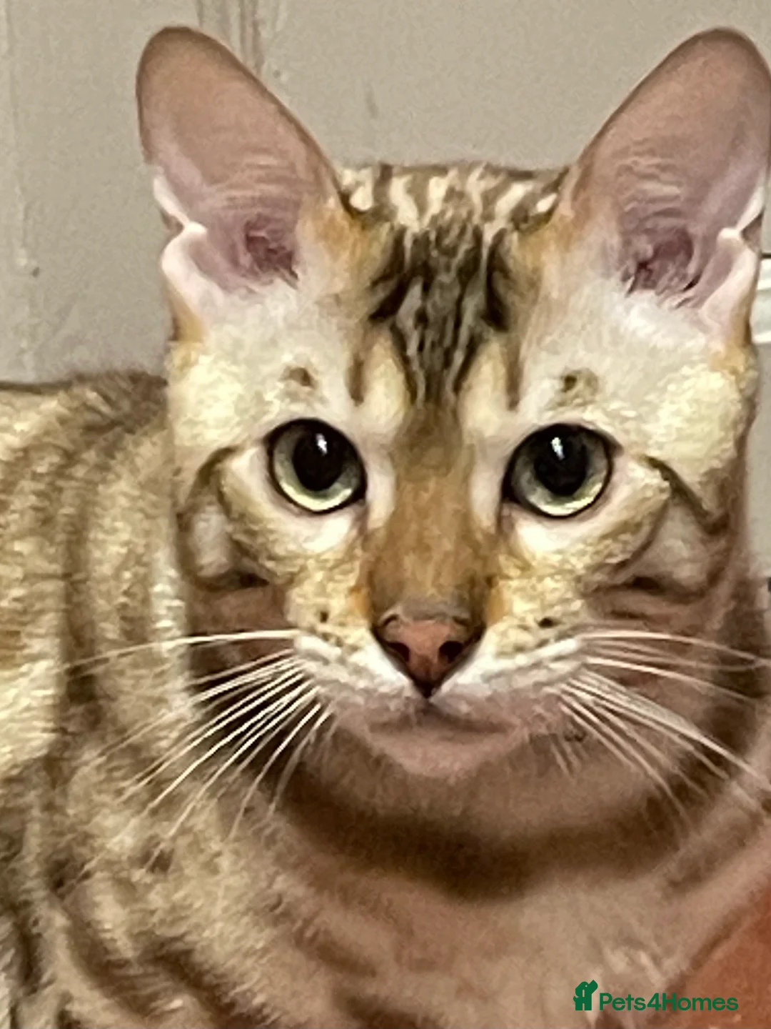 Bengal cats for sale: Outstanding pedigree Bengals - Advert 4