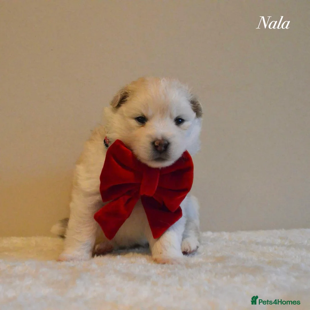 Pomsky dogs for sale: F2 Pomsky Puppies – Luna’s Pride Litter  - Advert 22