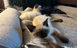 Ragdoll cats for sale: Beautiful Pure Ragdoll Kittens - Image 14