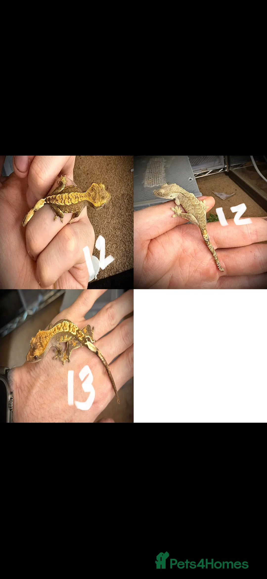 Gecko reptiles for sale: Baby crested gecko mixed  - Advert 4
