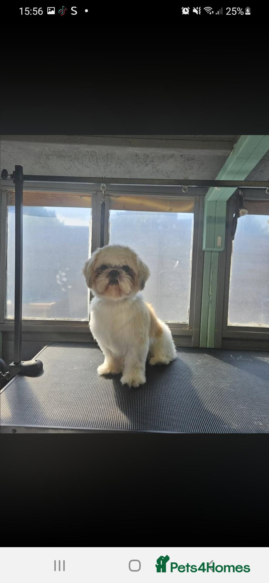 Shih Tzu dogs Bear  - Advert 1