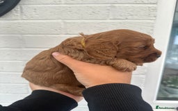 Cockapoo dogs for sale: STUNNING GOLDEN F2 COCKAPOOS - Image 7