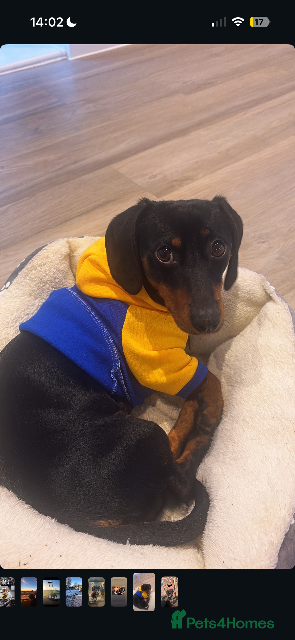 Dachshund dogs NOT FOR SALE. CO-OWN ONLY (REJII) - Advert 1