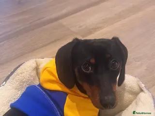 Dachshund dogs NOT FOR SALE. CO-OWN ONLY (REJII) - Advert 1