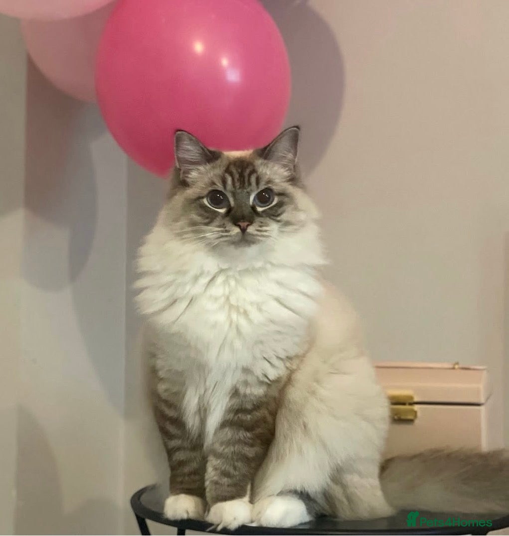 Ragdoll cats Stunning Lynx Ragdoll  - Advert 1