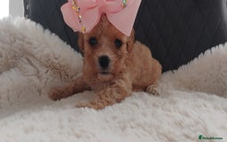 Cavapoo dogs for sale: Stunning cavapoo puppies - Image 7