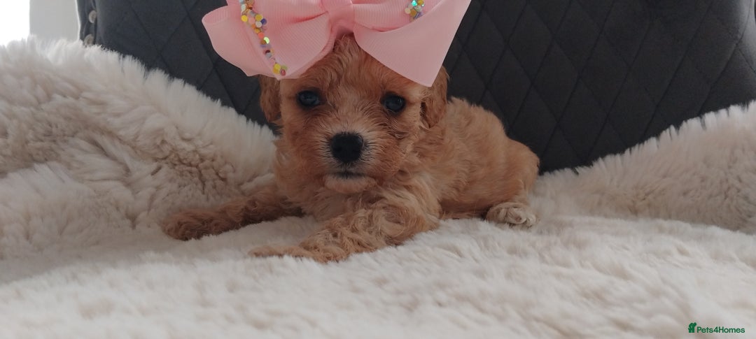 Cavapoo dogs for sale: Stunning cavapoo puppies - Image 7