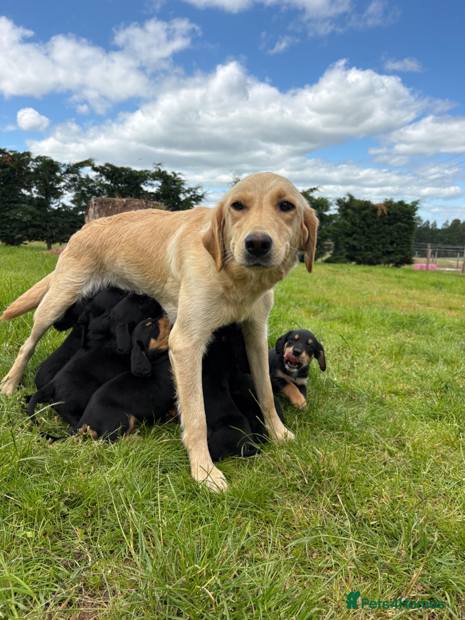 Springador dogs Beautiful springador puppies  - Advert 2