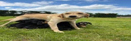 Springador dogs for sale: Beautiful springador puppies  - Advert 2