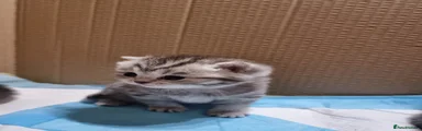 Kitten 2