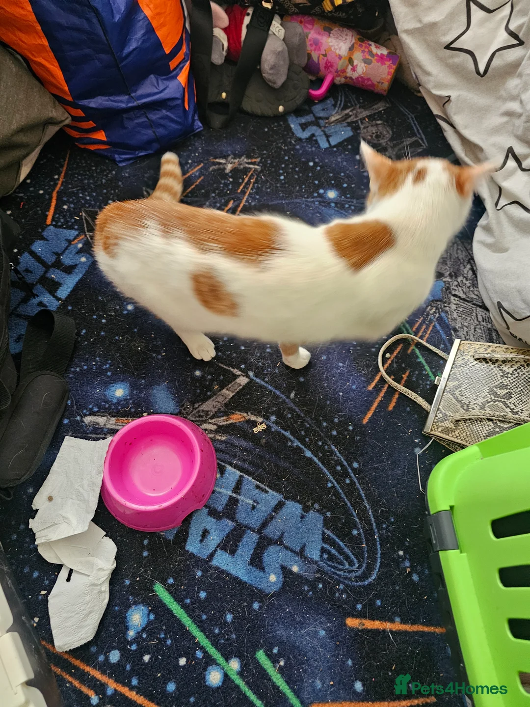 Mixed Breed cats for sale: Male cat needing new home - Advert 2