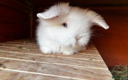 Lionhead rabbits for sale: Beautiful baby bunnies looking for an amazing home - Image 3
