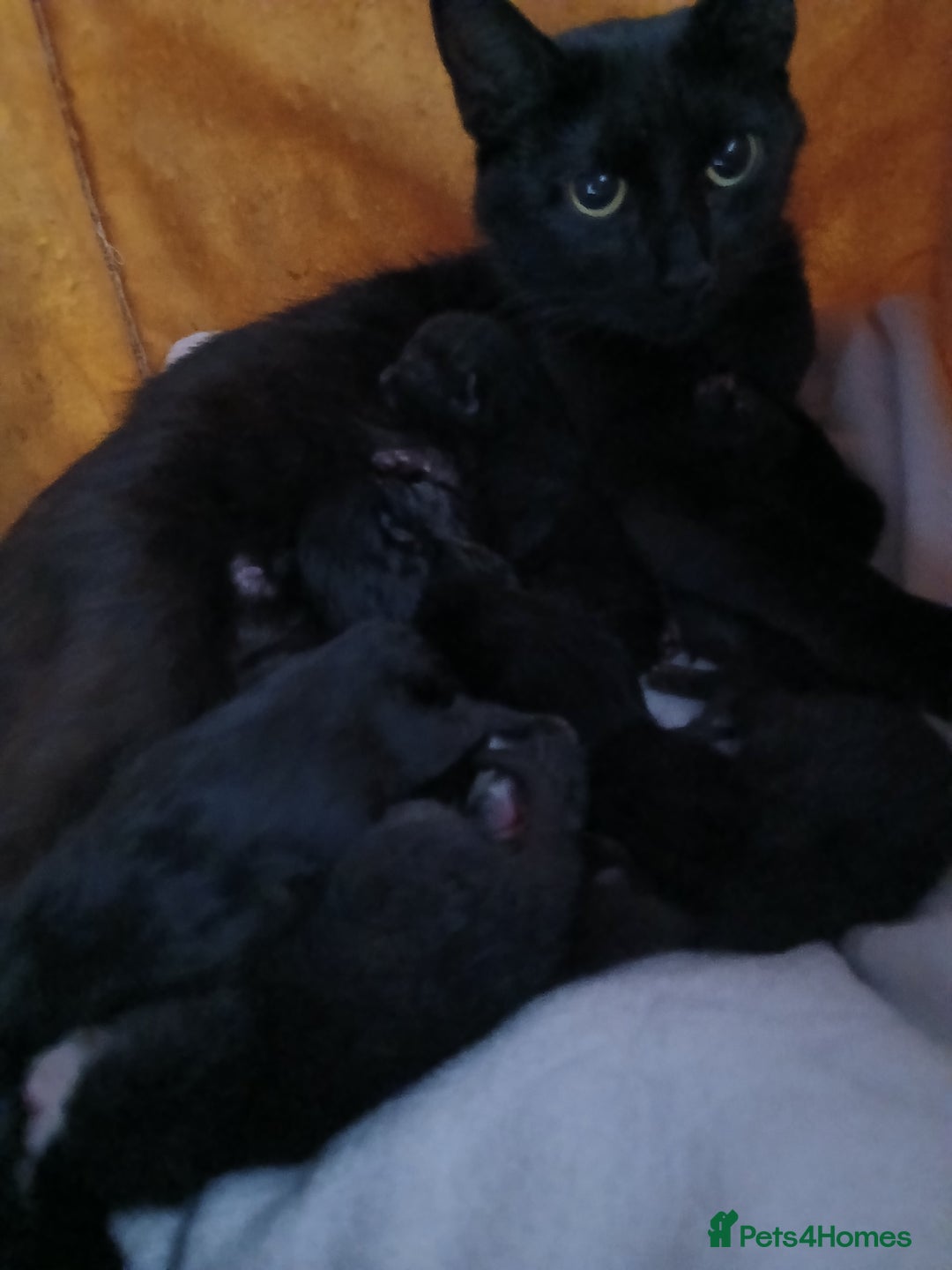 Mixed Breed cats for sale: Three wonderful, friendly girls - Image 10