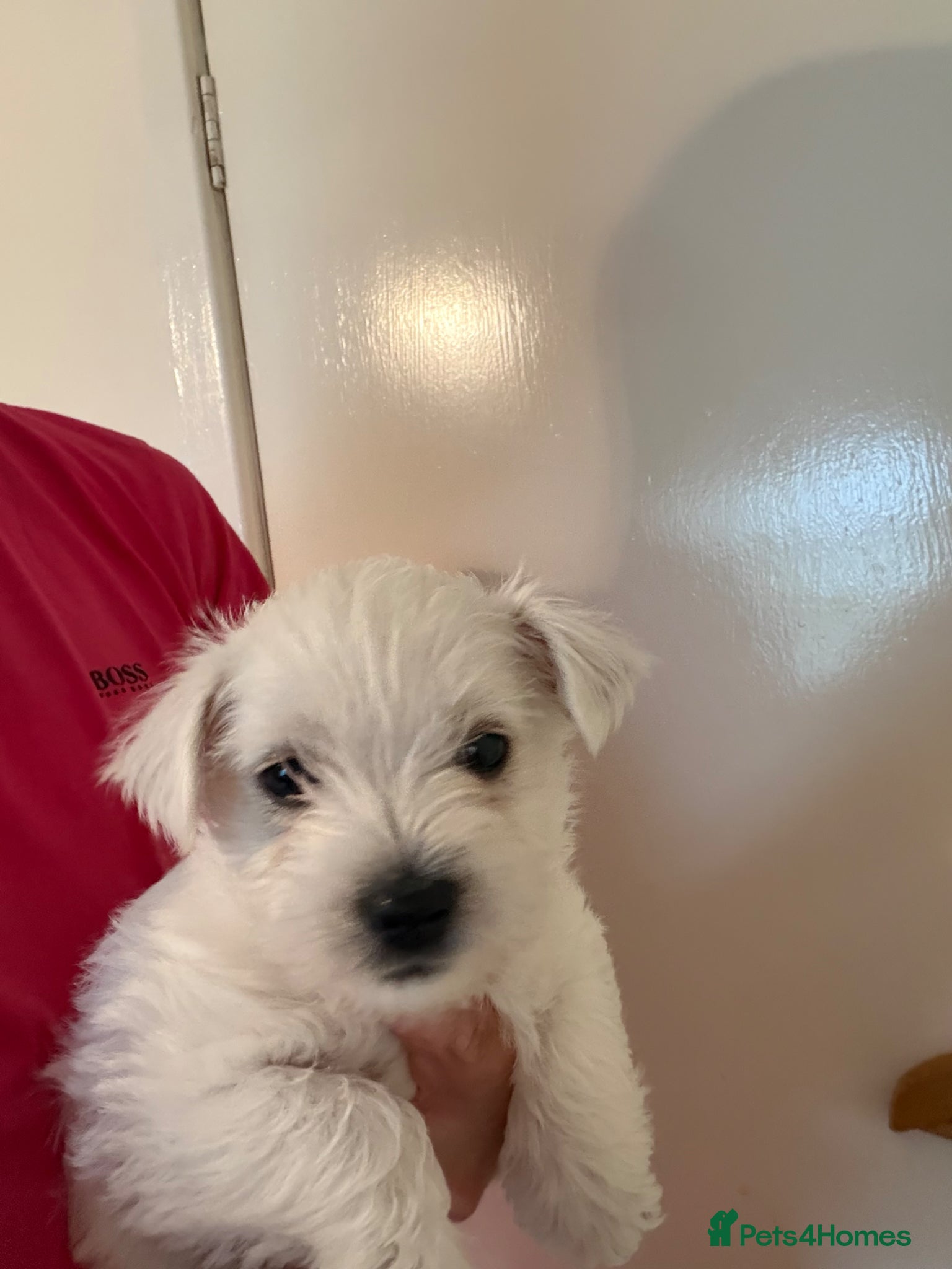 West Highland Terrier dogs for sale: Beautiful Westies - Advert 12