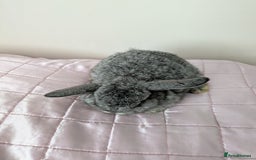 Mini Lop rabbits for sale: Gorgeous Fluffy Purebred Mini Lop bunnies - Image 16