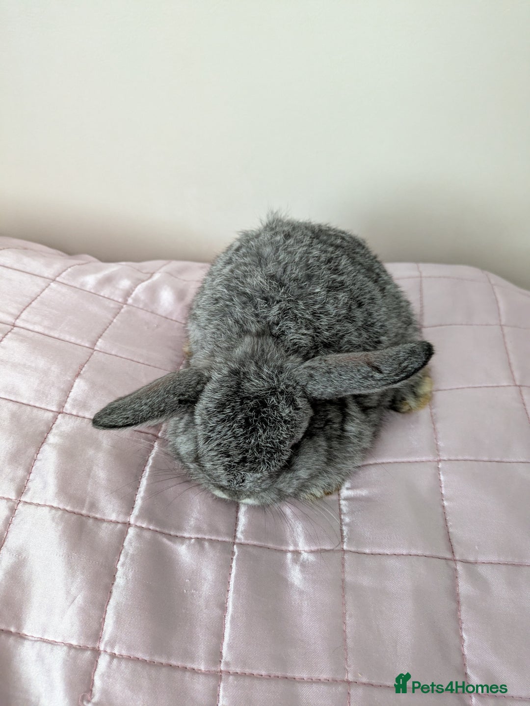 Mini Lop rabbits for sale: Gorgeous Fluffy Purebred Mini Lop bunnies - Image 16