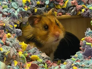 Hamster rodents Female Syrian hamster with cage and accessories - Advert 5