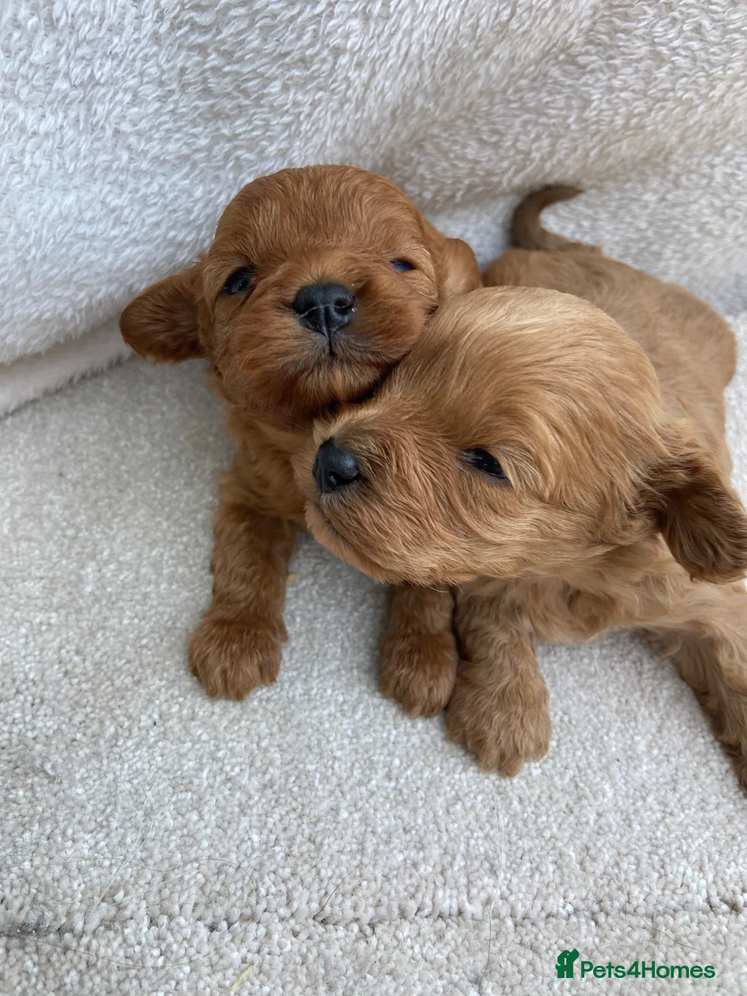Cavapoo dogs for sale: F1 MVD Health Tested Cavapoo Puppies  - Advert 9
